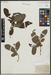 Foto von Salix appendiculata Vill.